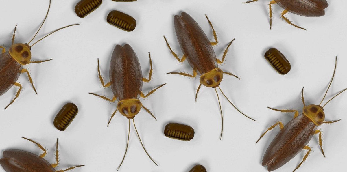 Канарский таракан Жук