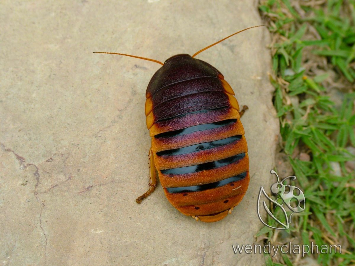 Тропические тараканы семейства Dictyoptera