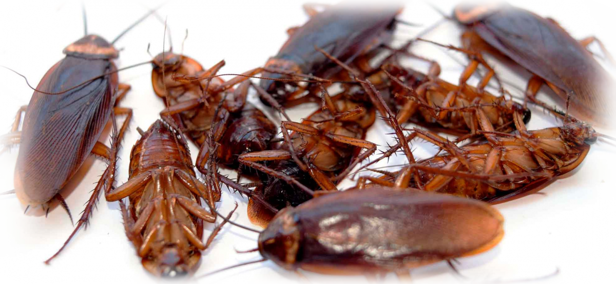 Megaloblatta longipennis