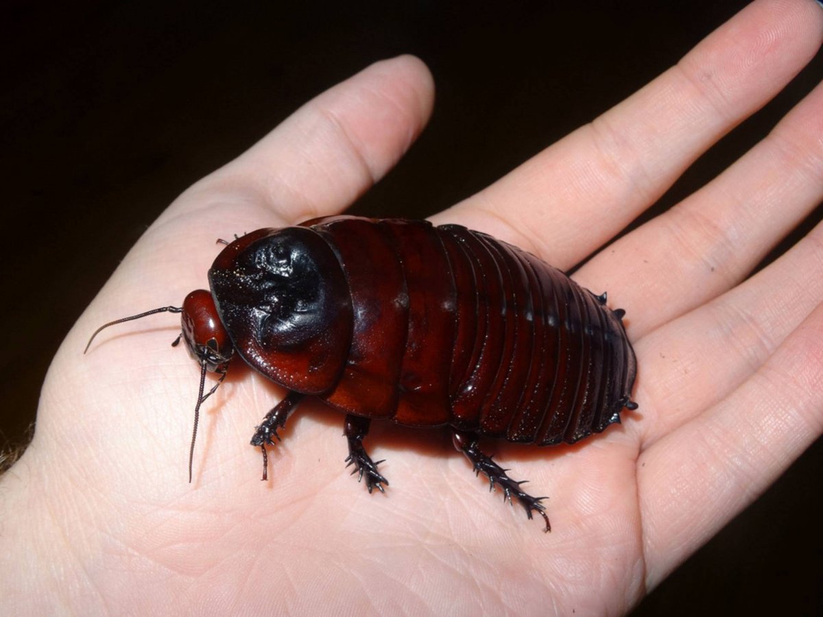 Рыжий таракан Макросъемка