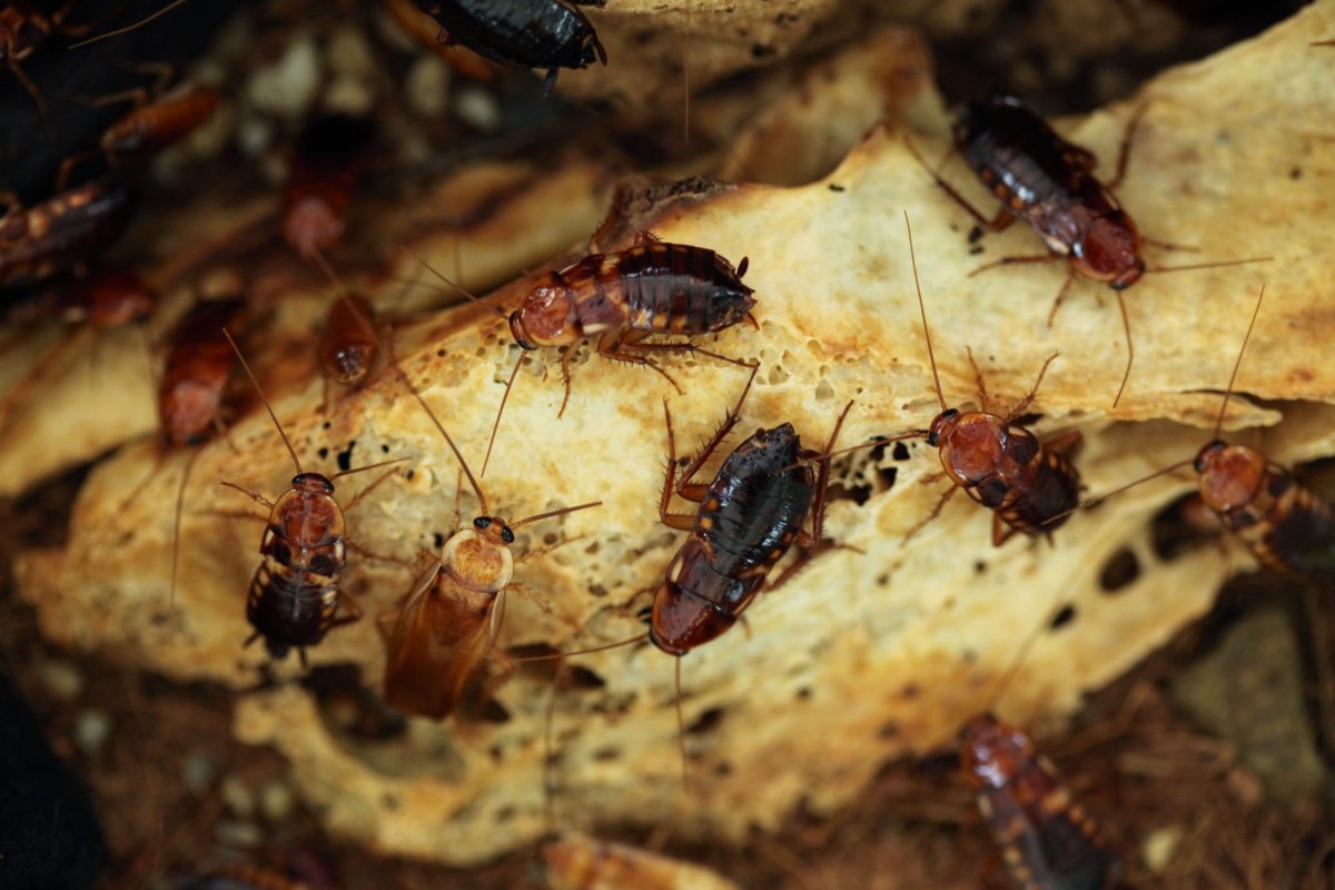 Рыжий таракан Прусак