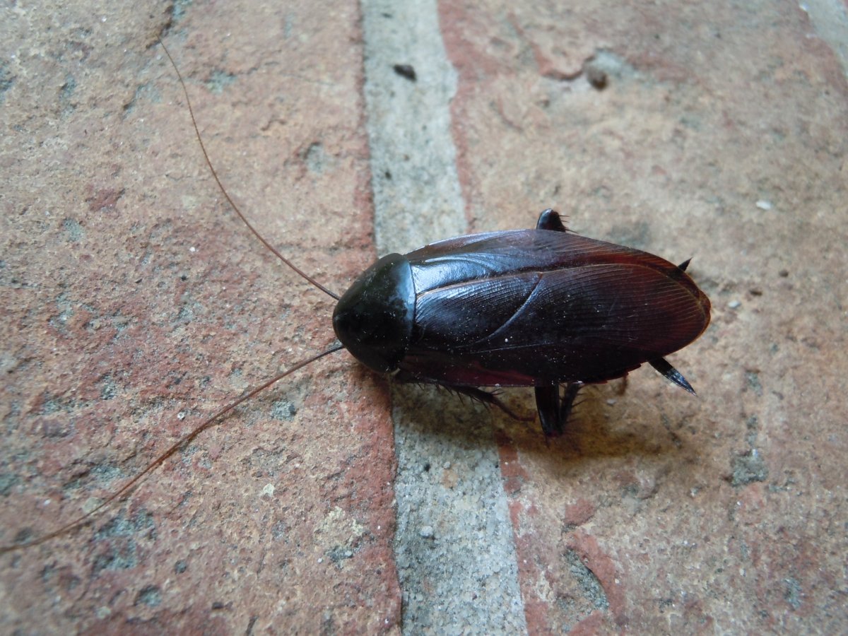 Таракан Прусак Кукарача