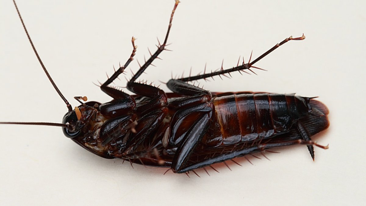 Periplaneta Americana Linnaeus