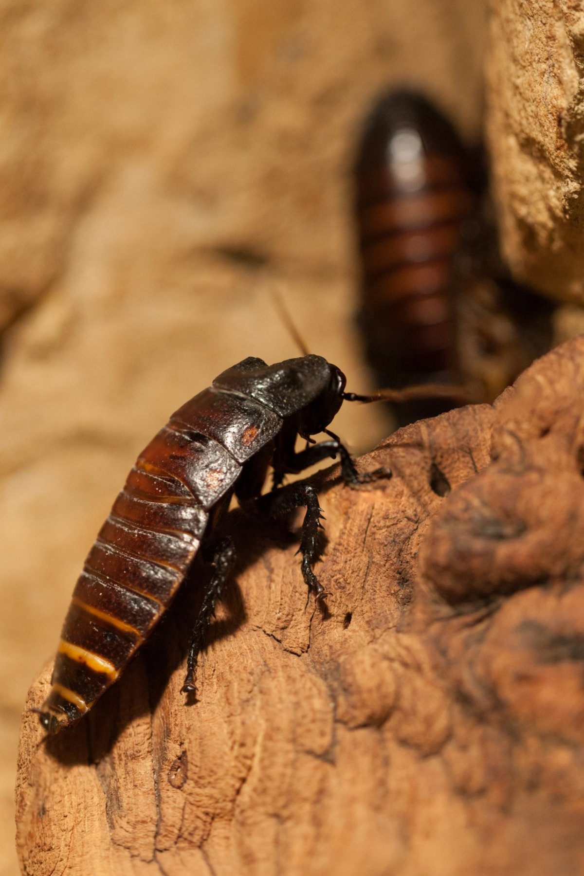 Коричневый таракан
