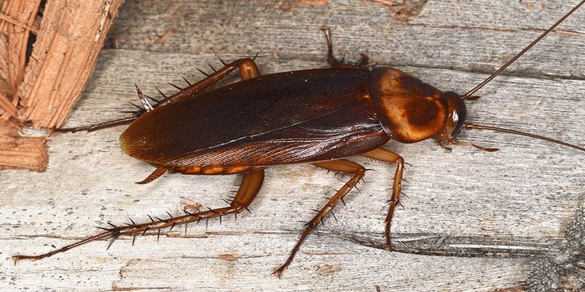 Тропические тараканы семейства Dictyoptera