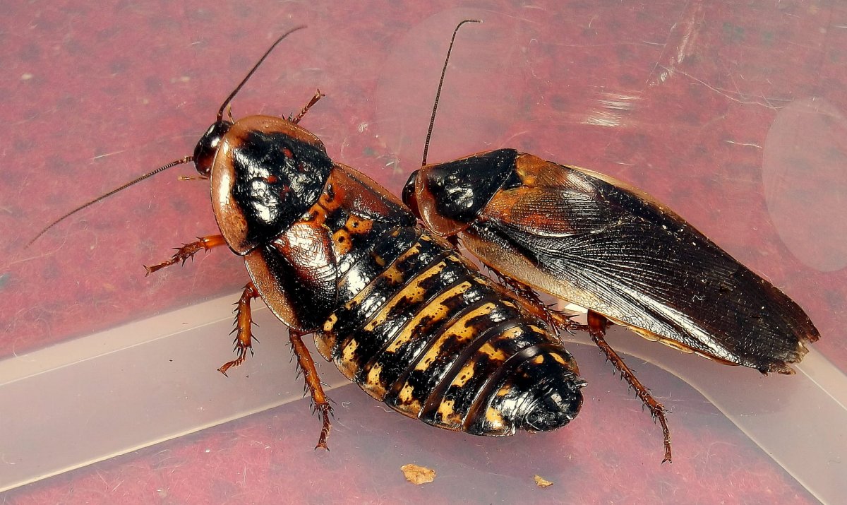 Таракан Прусак