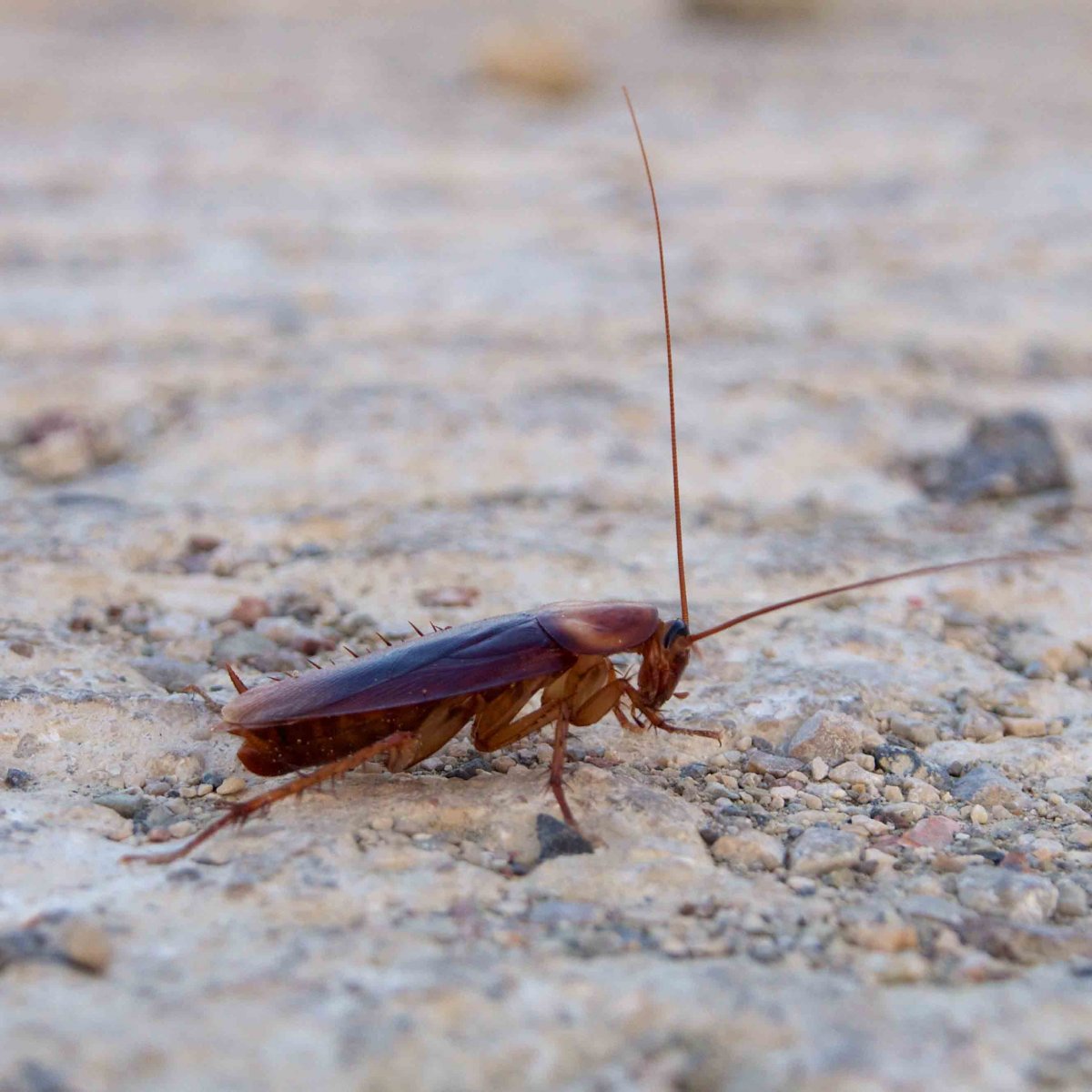 Саравакский таракан