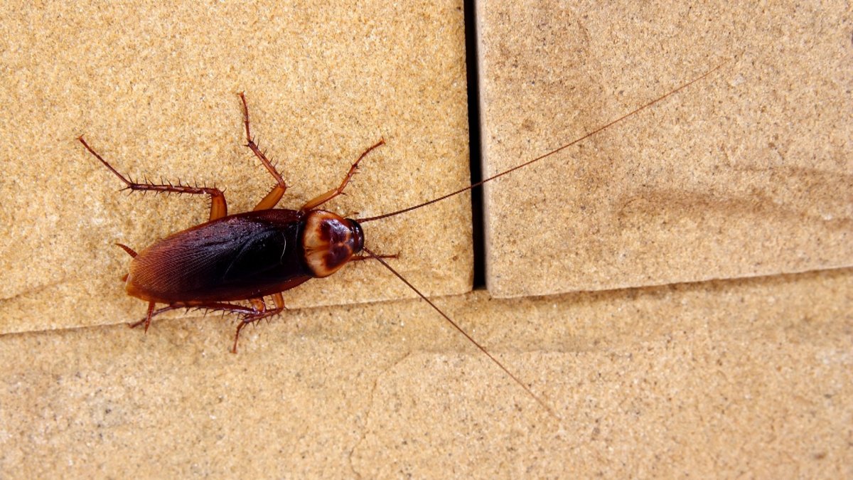 Флоридский таракан