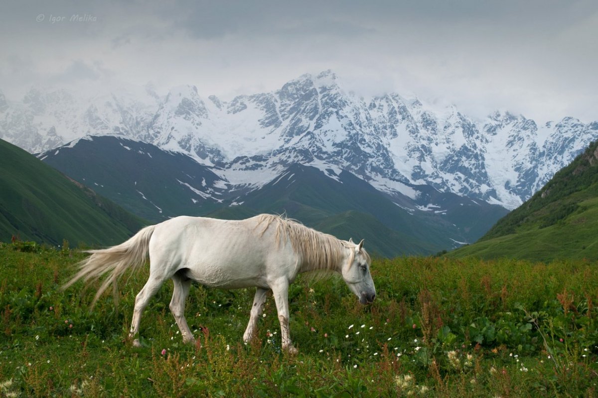 Грузия Сванетия лошади