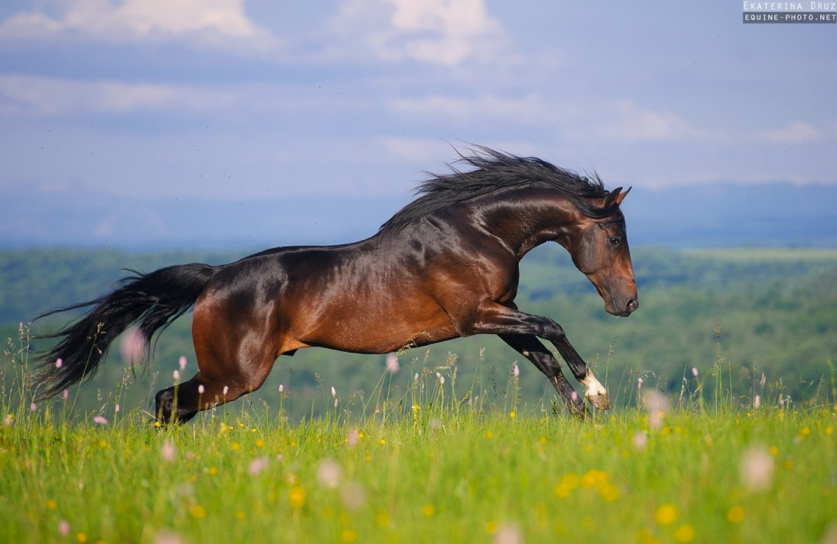 Лошадь скачет в поле