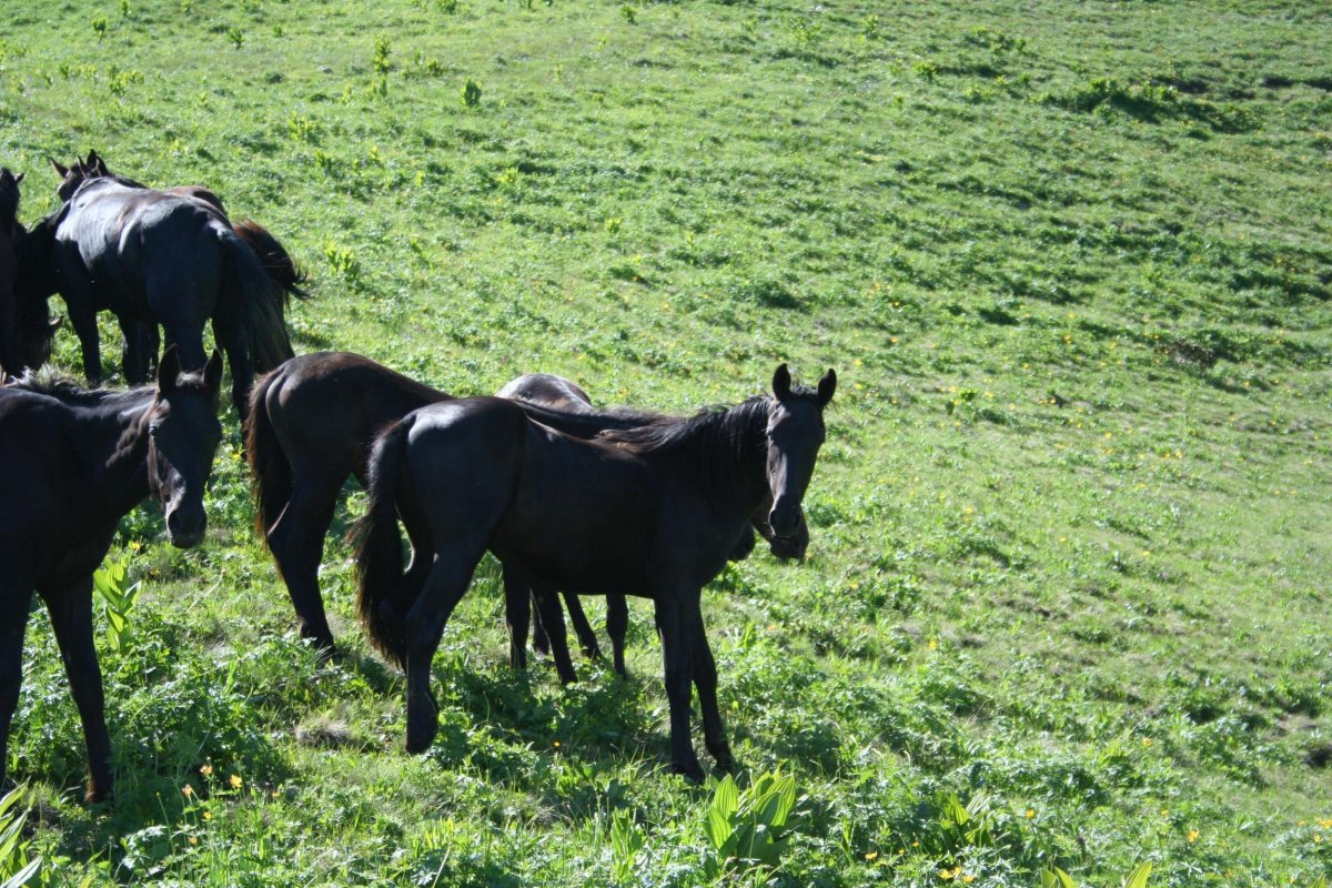 Аргамак Восточный скакун