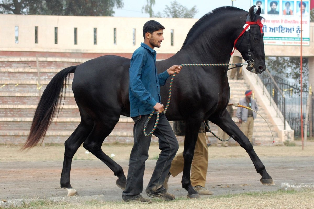 Карачаевский конезавод