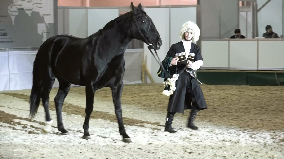 Лошади Карачаево Черкес