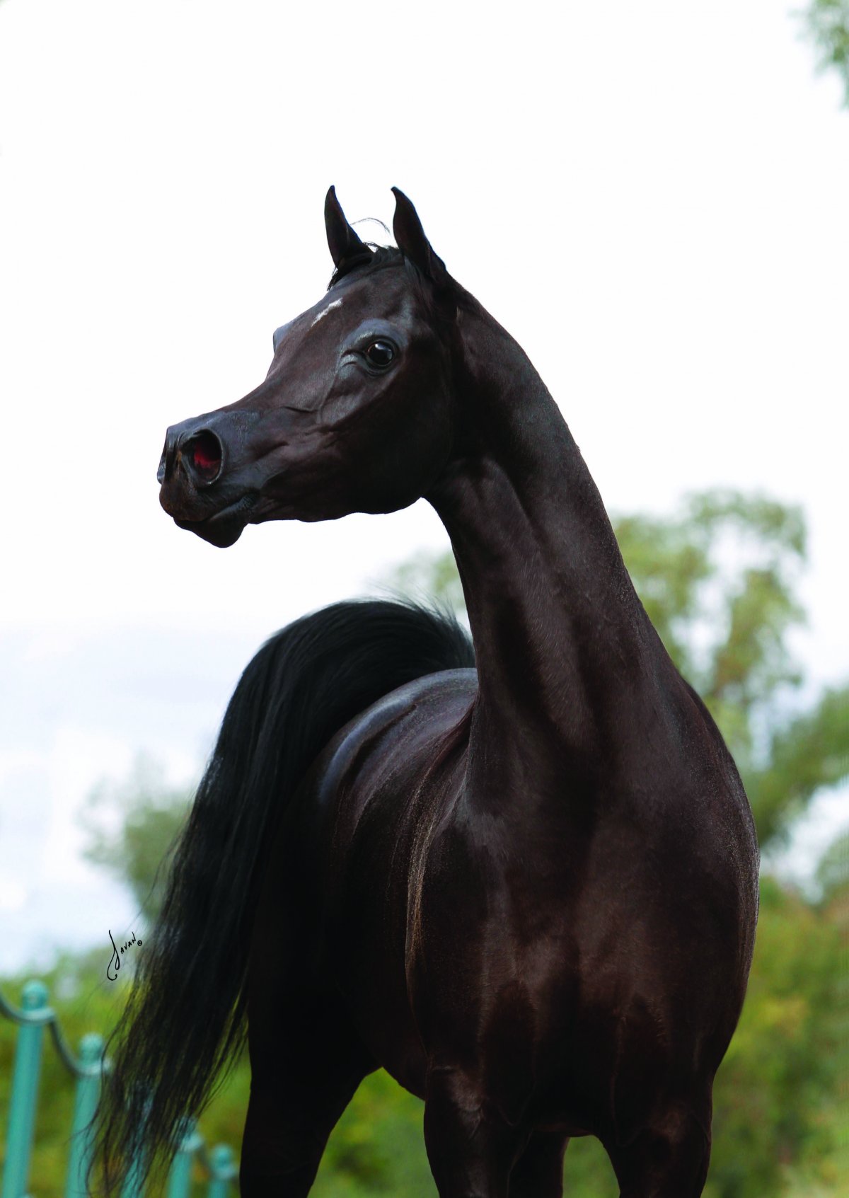 Карачаевская порода лошадей Горбонос
