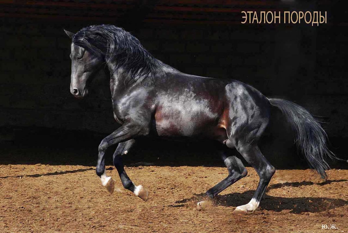 Карачай порода лошадей