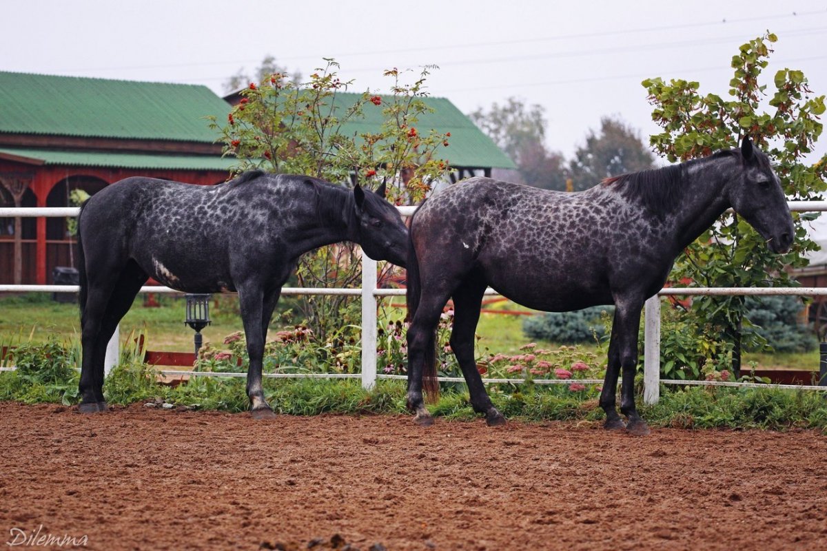 Карачевская чёрная лошадь