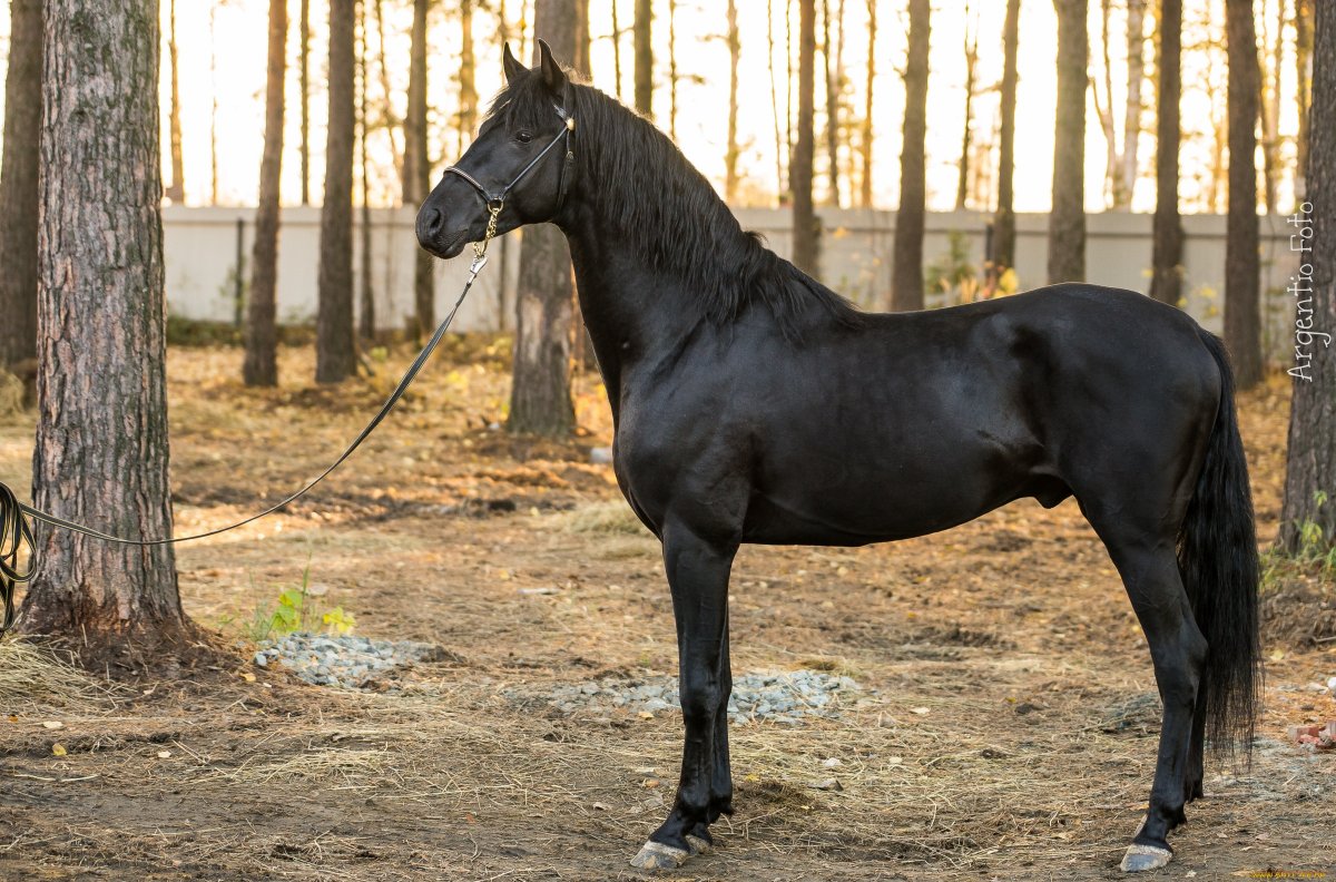Карачаево-Черкесия порода лошадей