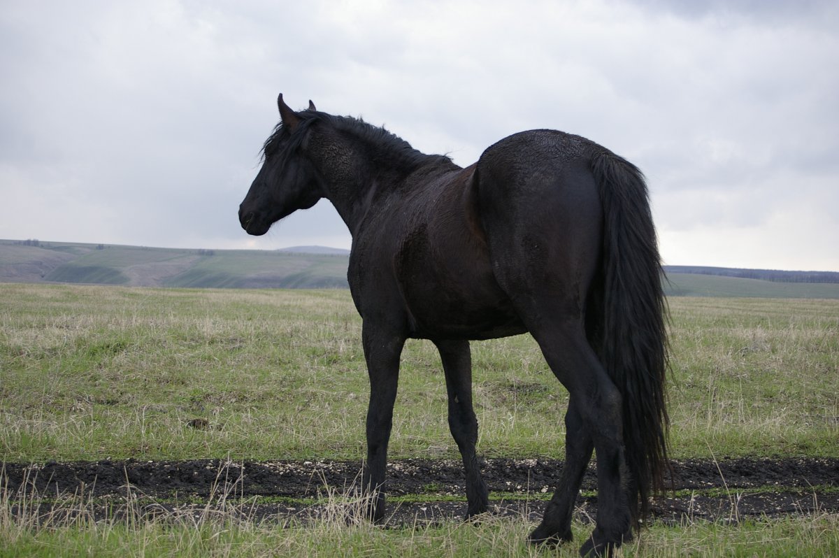 Марвари выездка