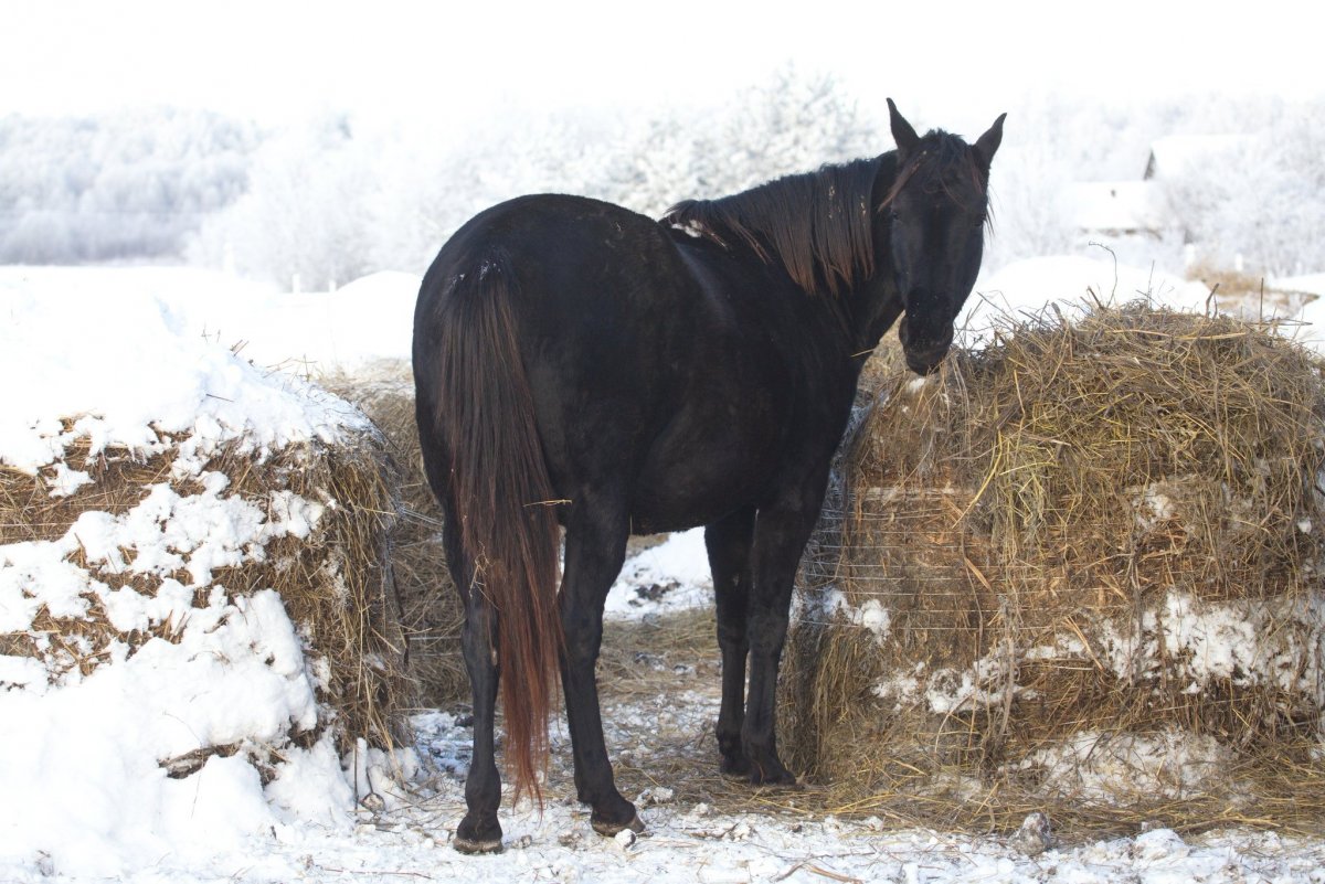 Вороная масть лошади