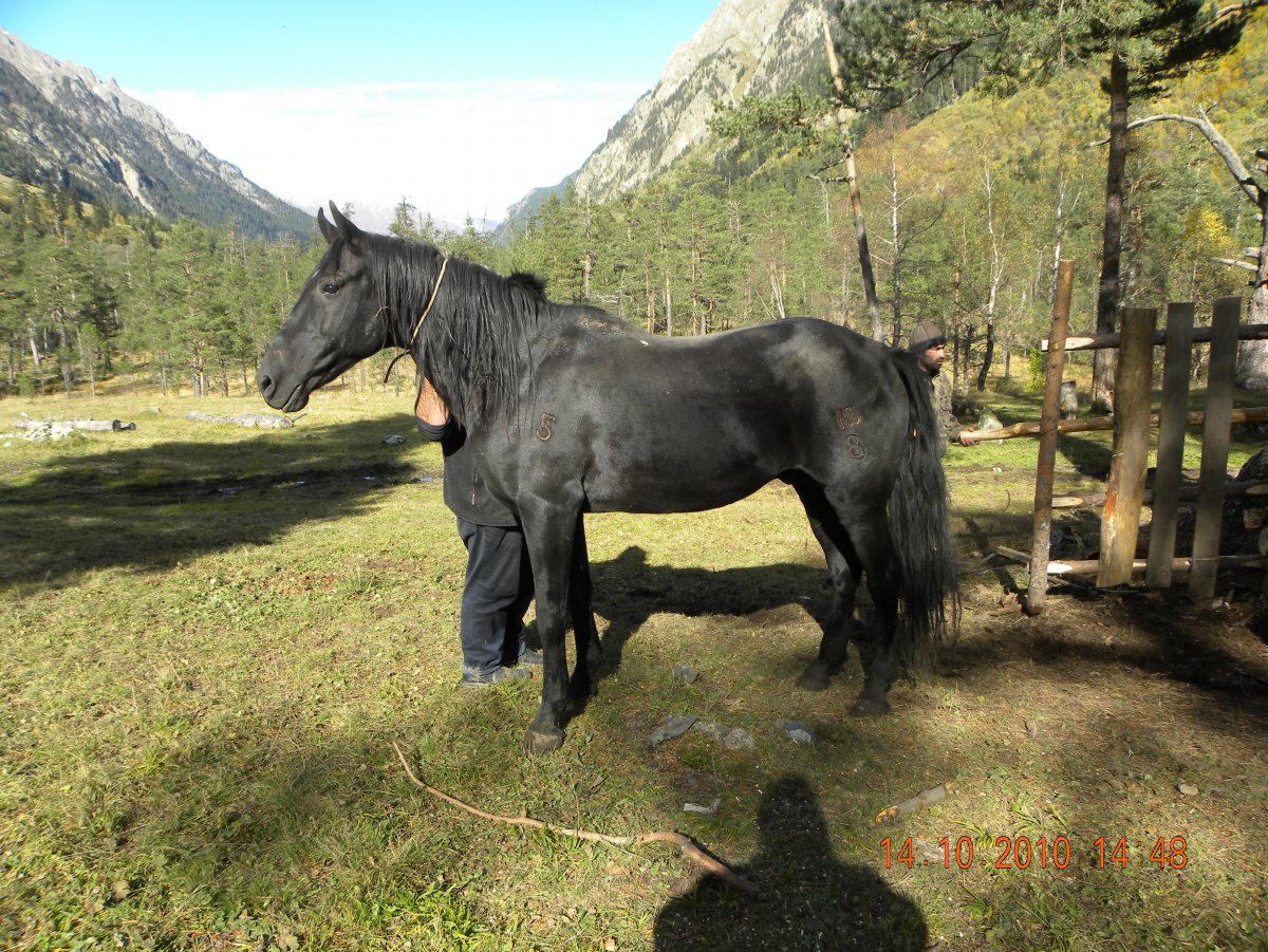 Карачевская чёрная лошадь