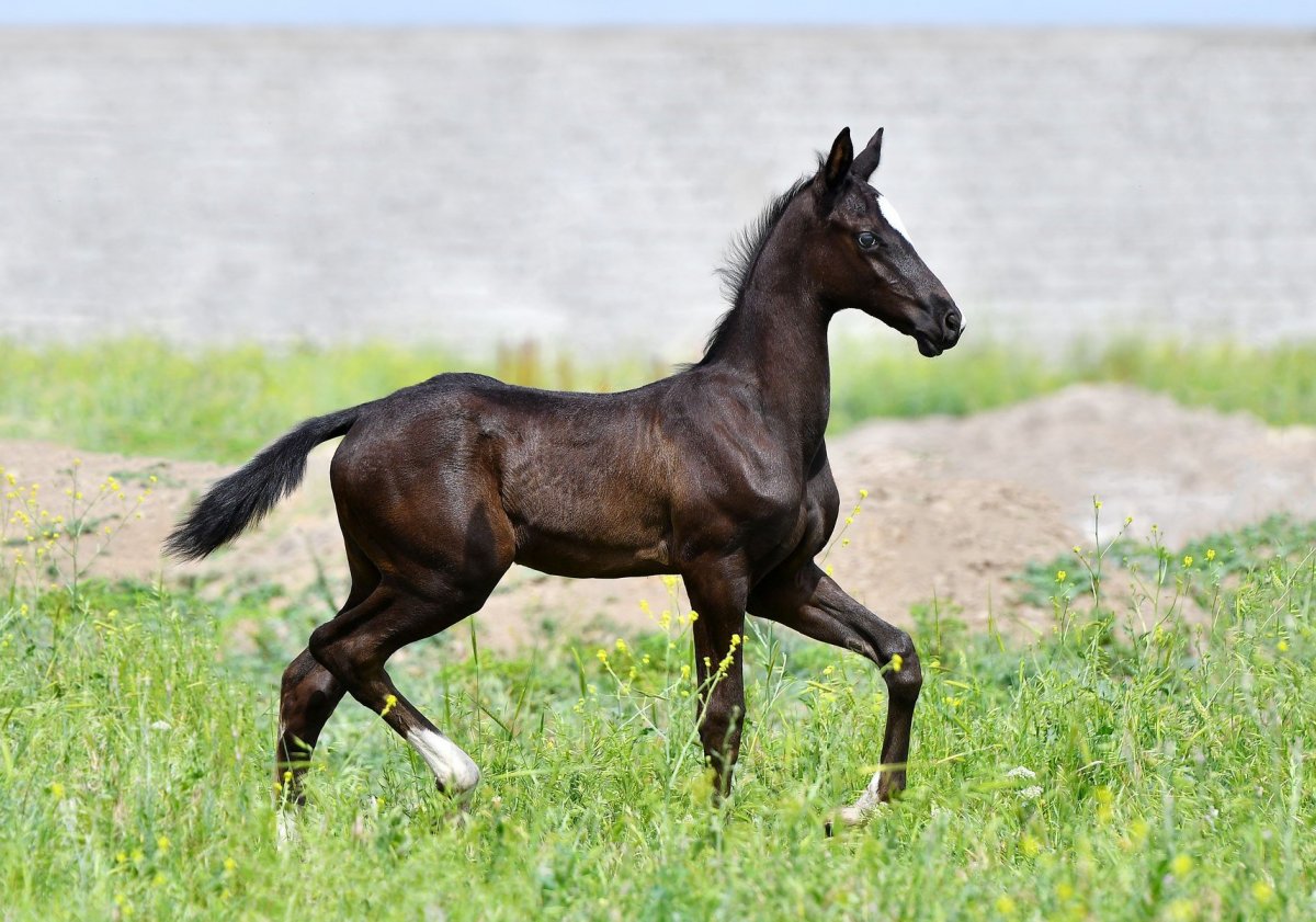 Шагди порода лошадей