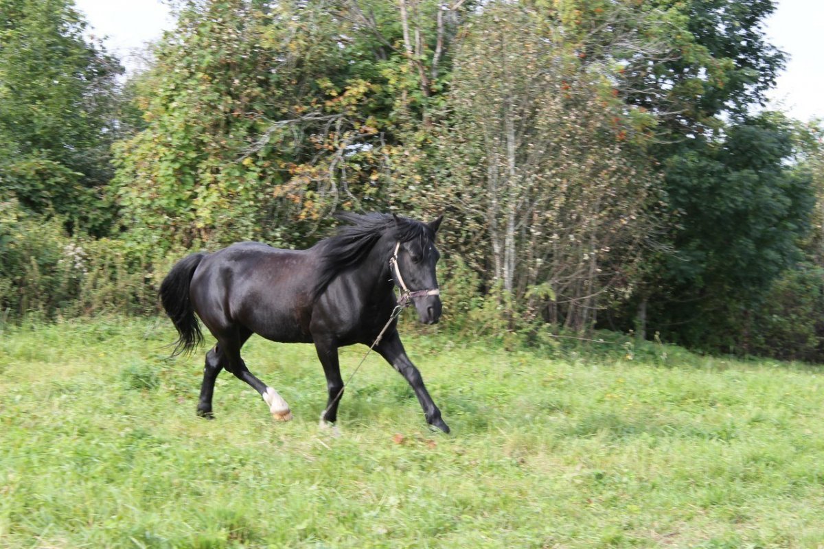 Кабардино-Балкария лошади