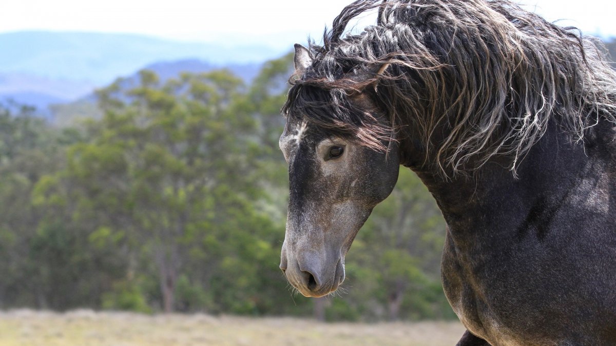 Порода Мустанг жеребенок