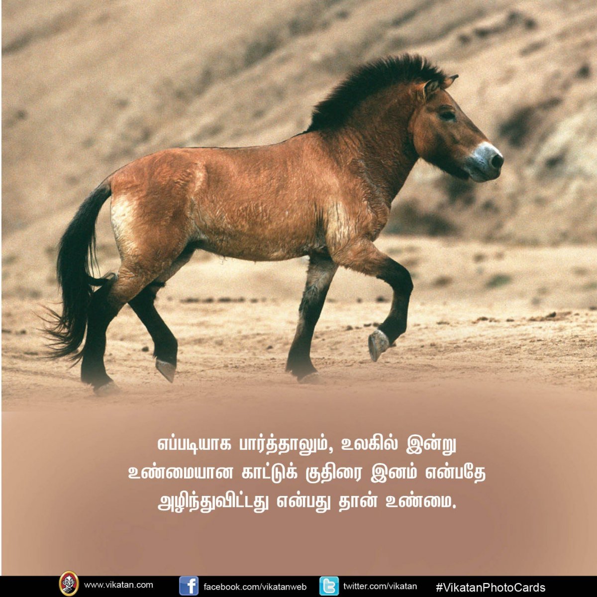 Жеребец карачаевской породы Баграт