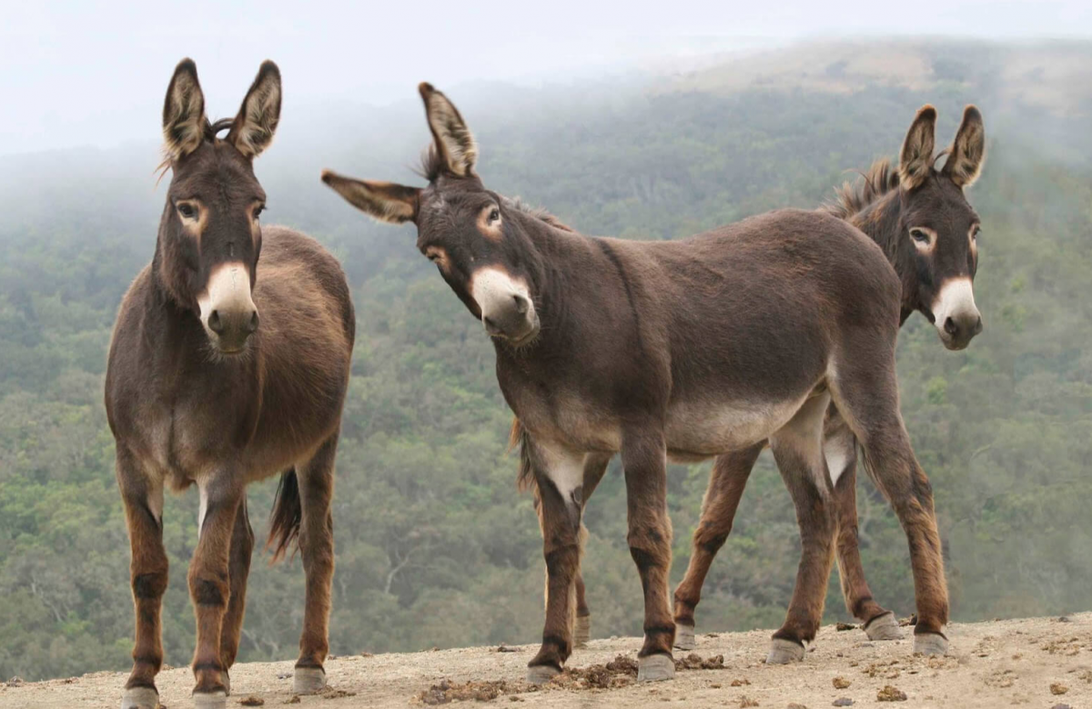 Осёл и ослица