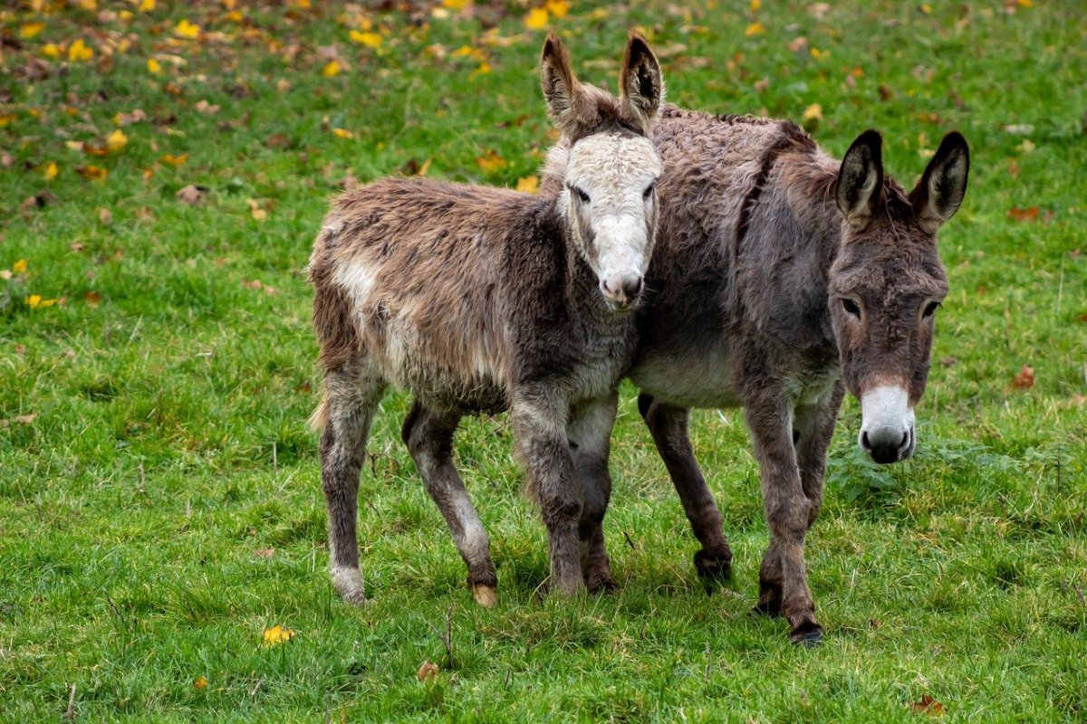 Осел и Осленок