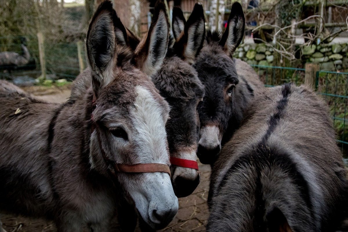 Четыре осла