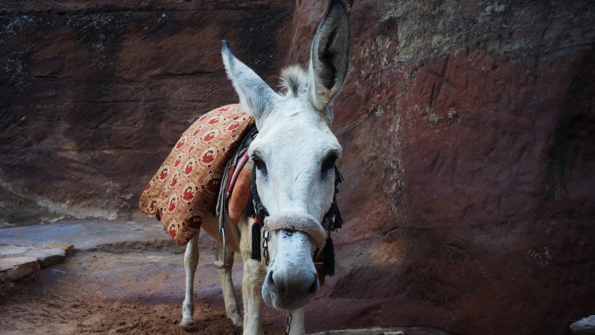 Афганистан ишак