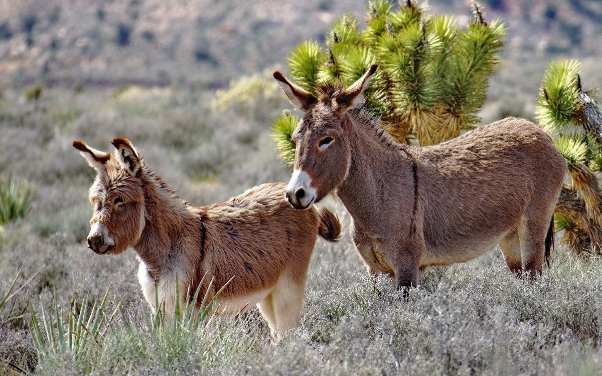 Кьян дикий осел