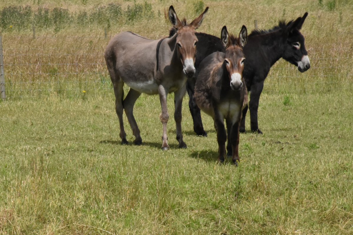 Жеребенок осла