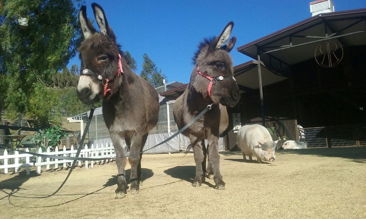 Ездовой осел