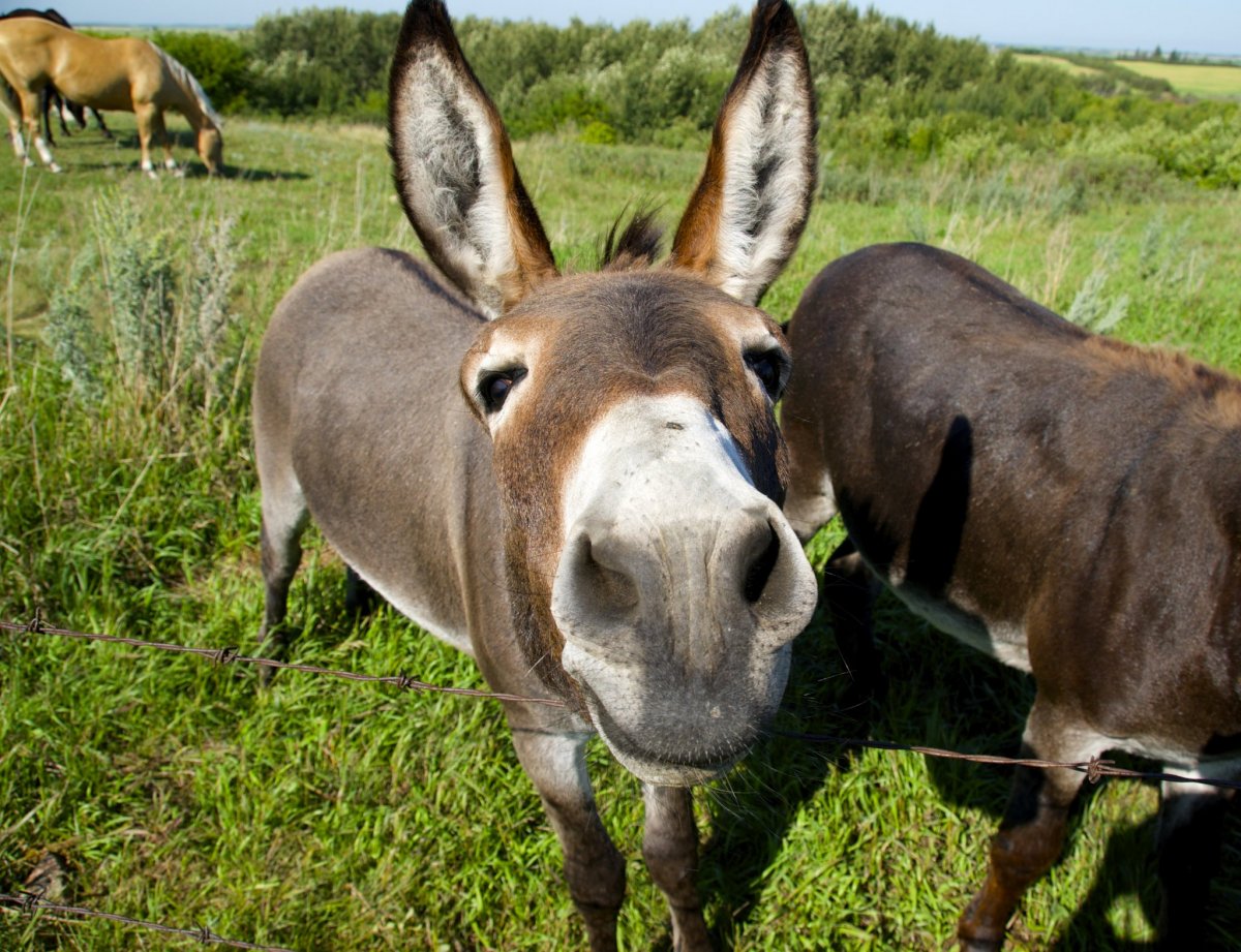 Ишак и осел