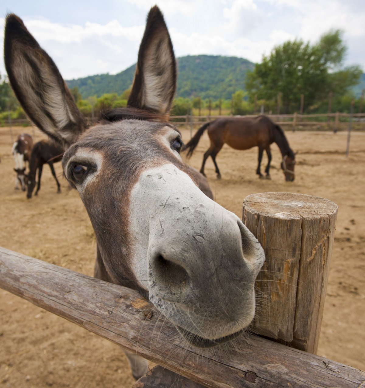 Ишак карабахский