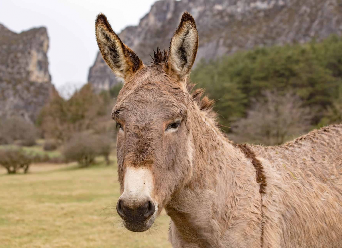 Ишак и осел