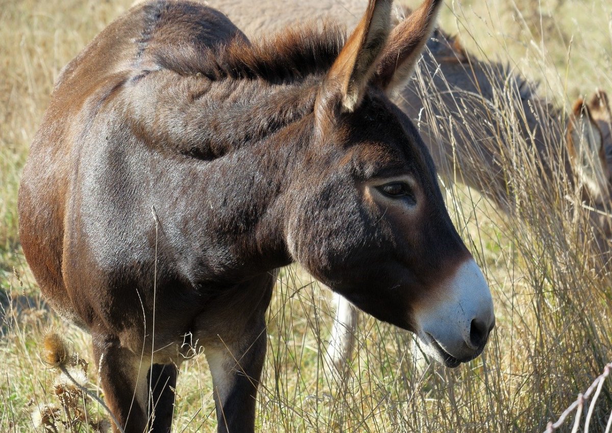 Домашний осёл (Equus asinus)