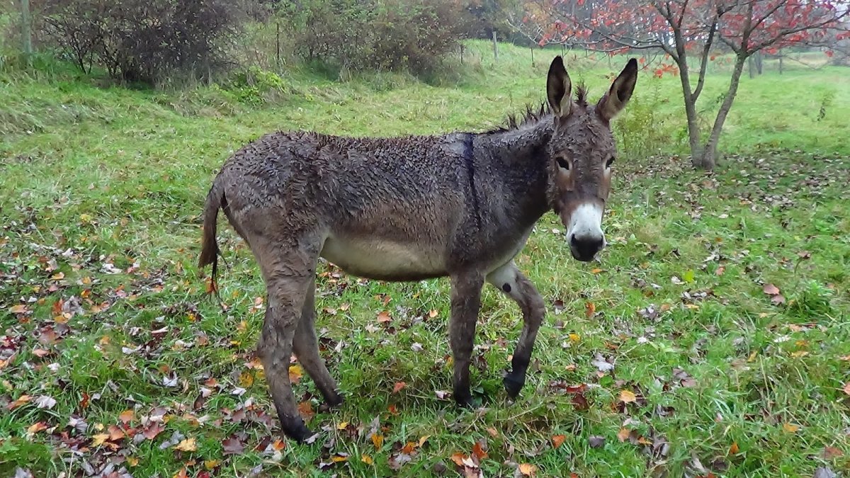 Среднеазиатский ишак