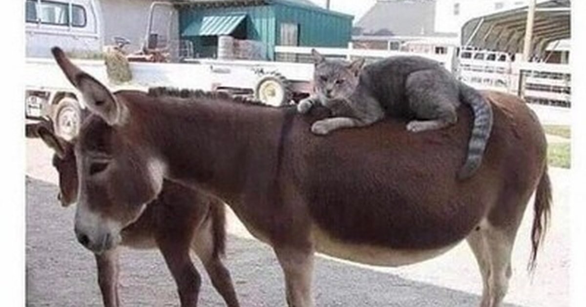 Толстые ослы