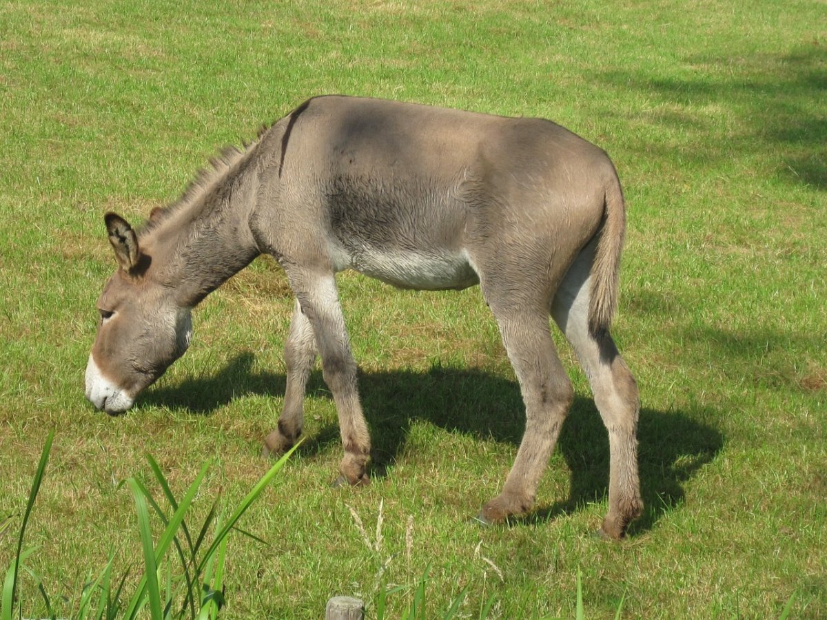 Ослы Equus asinus