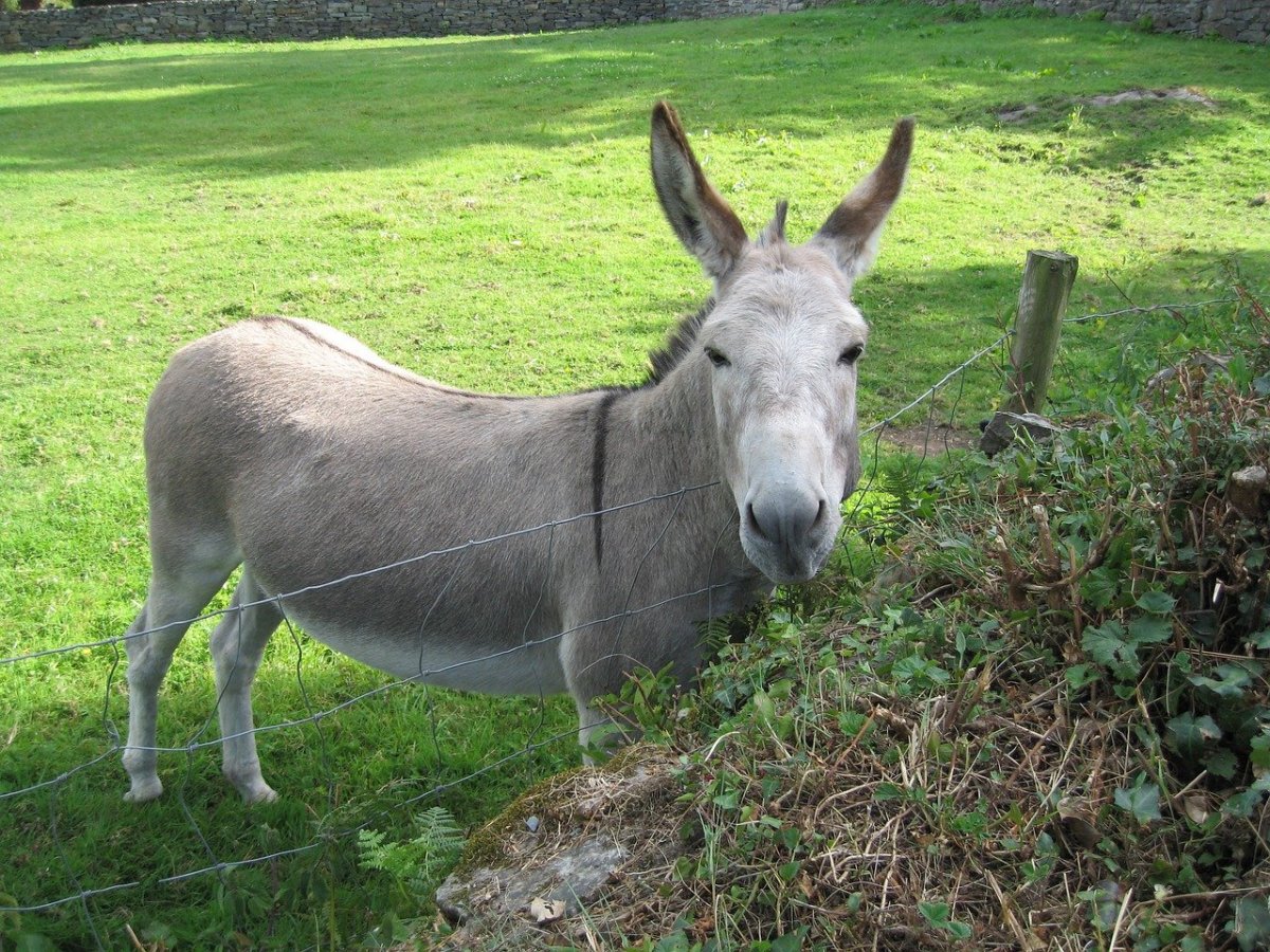 Ослик на Кавказе
