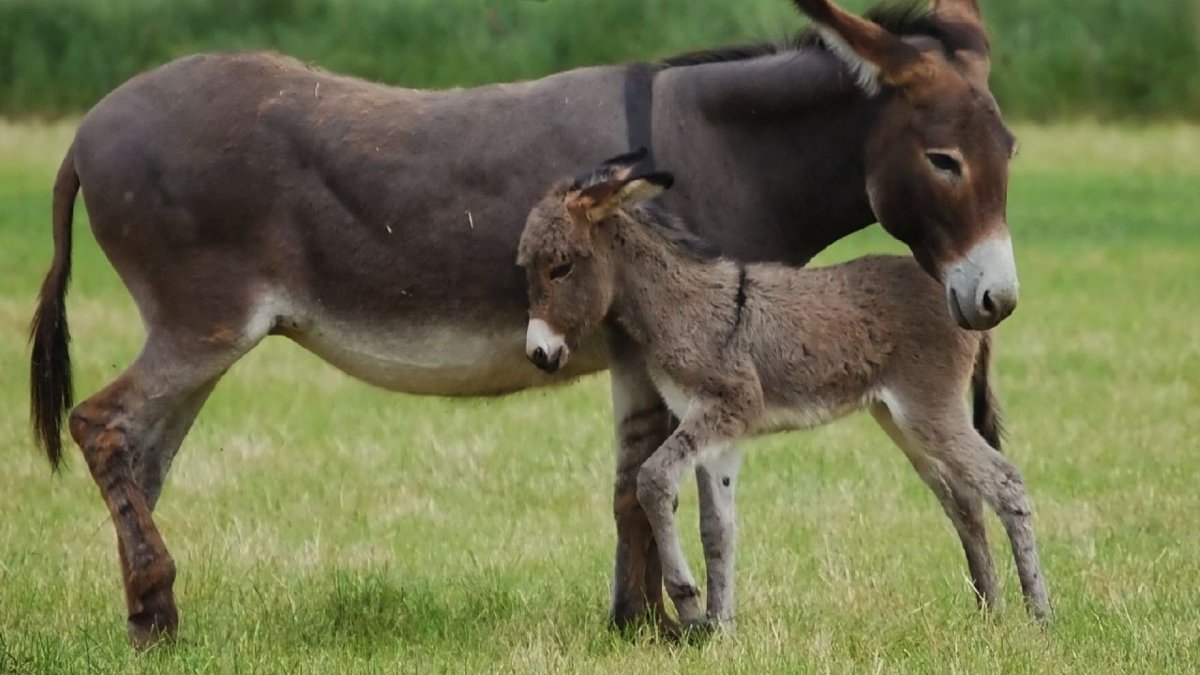 Аббисино нубийский осел