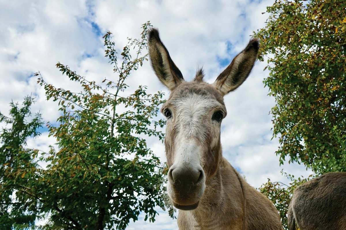 Морской осел