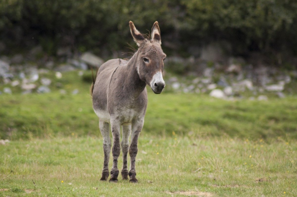 Домашние животные осел
