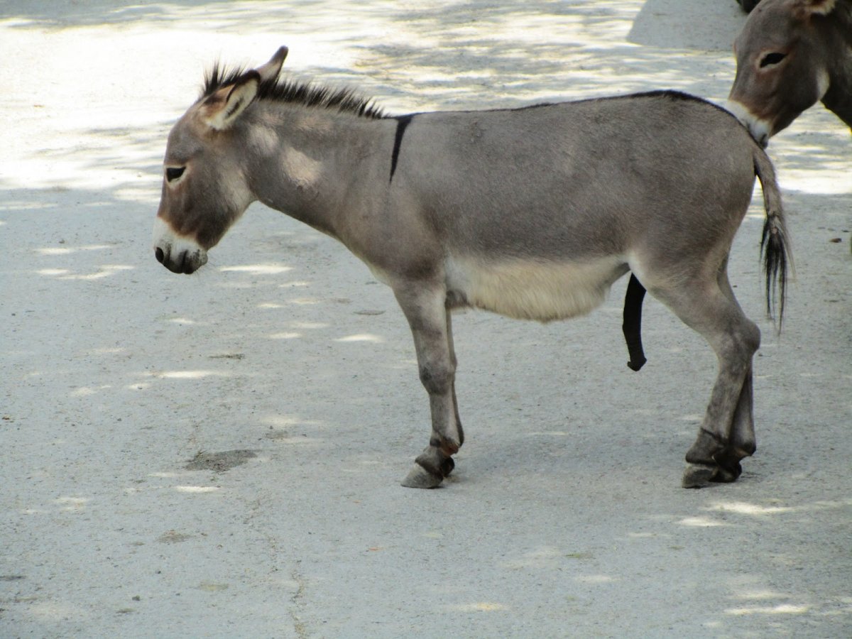Осел самец