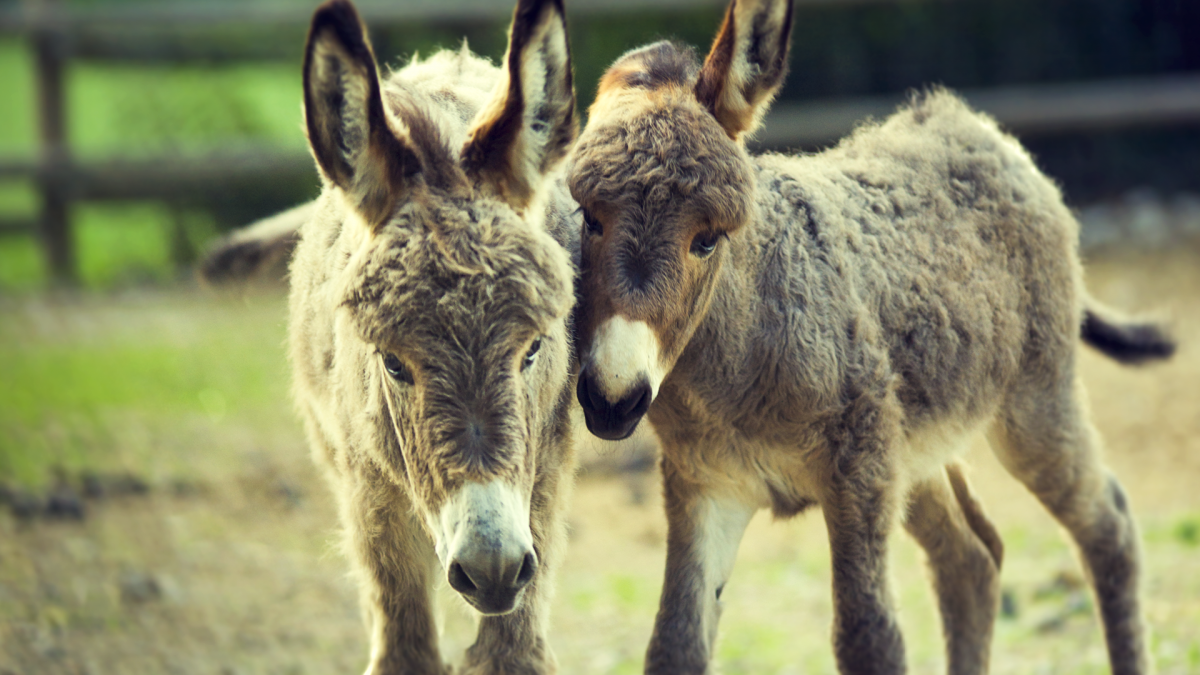 Котентен осел