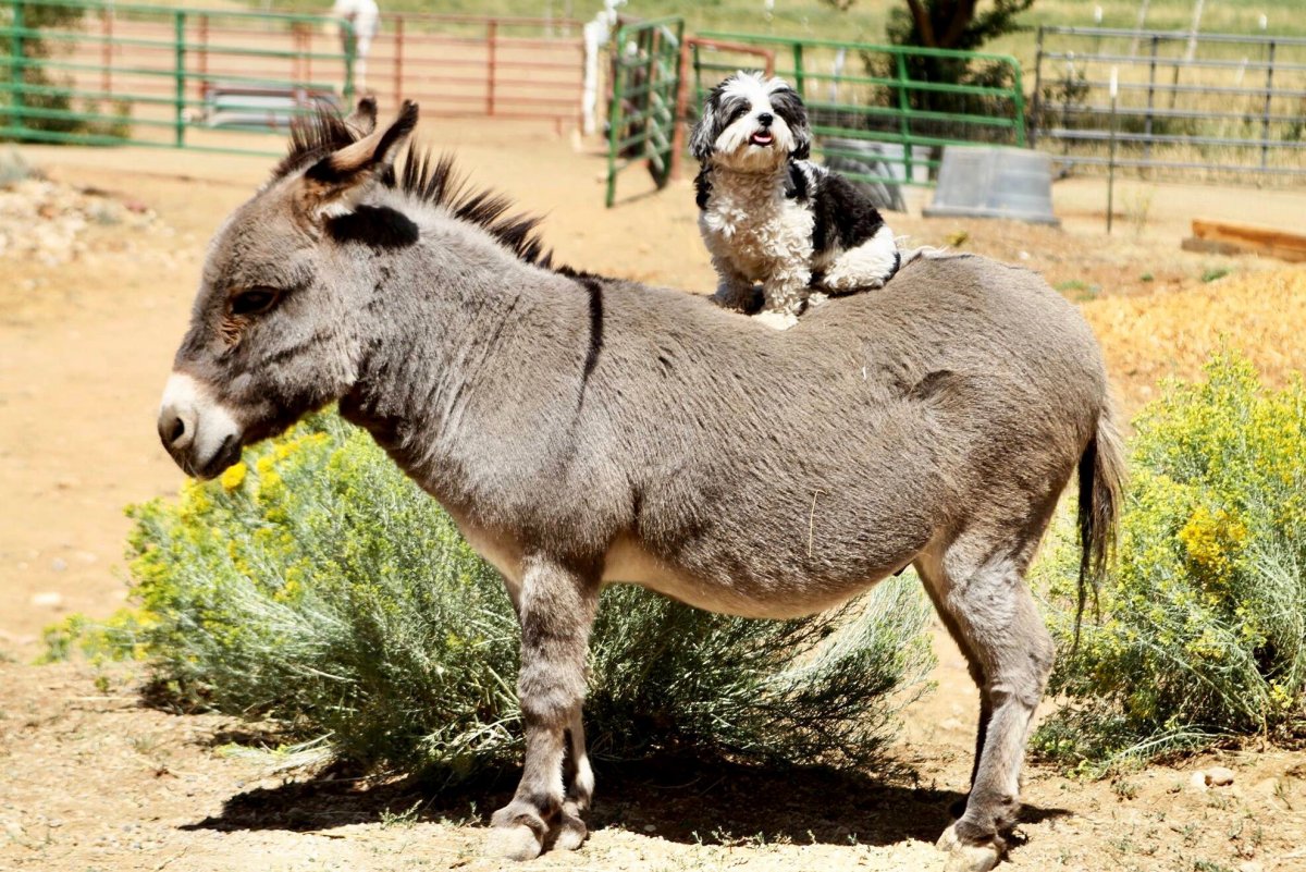 Лагуна ослик