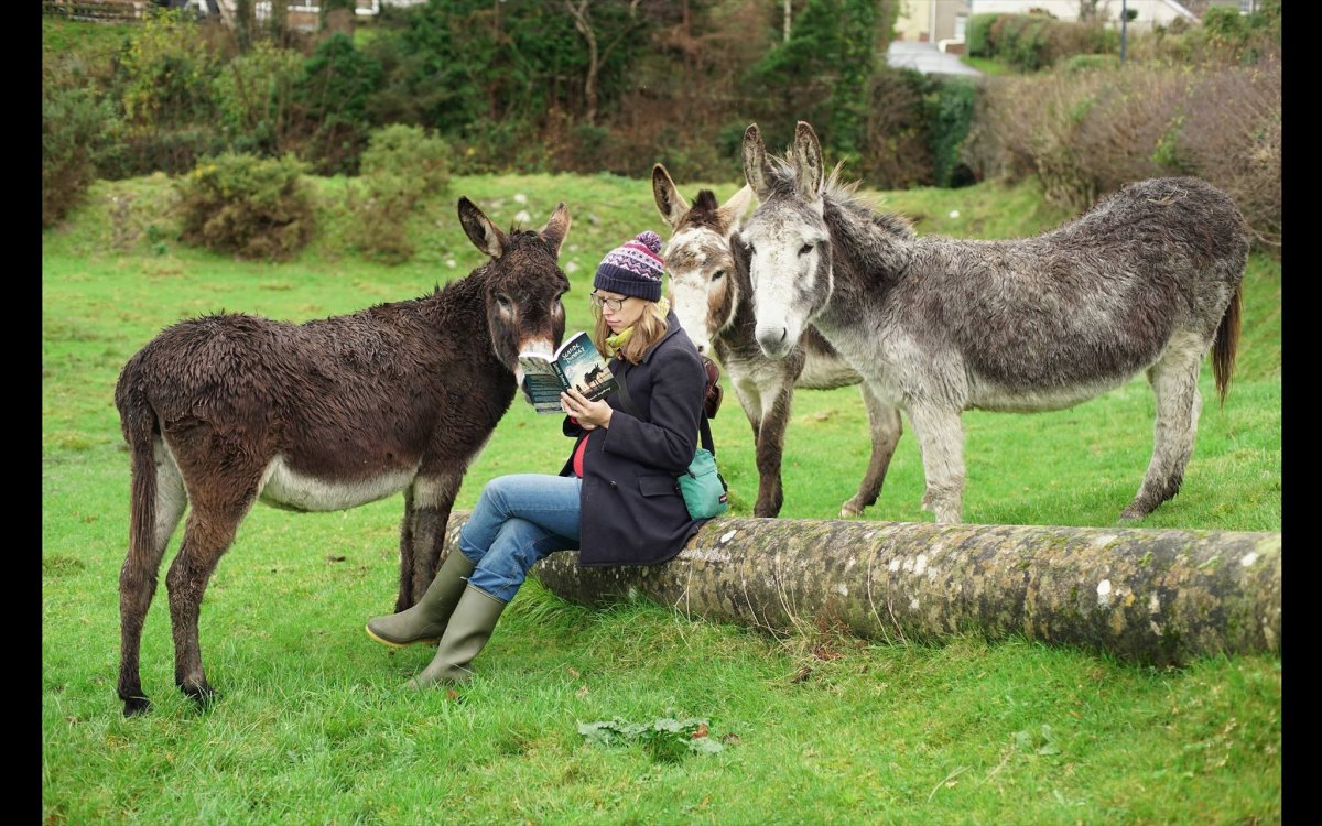 Фотосессия с ослом